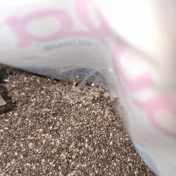 Kapalı Chia Tohumu Paketinden Örümcek Ağı Çıkması