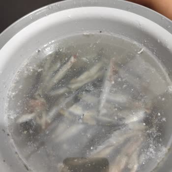 Temizlenmiş Diye Satılan Hamsiler Temizlenmemiş Çıktı, Hijyen Endişesi Yaşadım