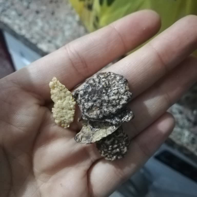 Bozuk Ve Bayat Mısır Gevreği: Sağlık Riski Ve Güven Kaybı