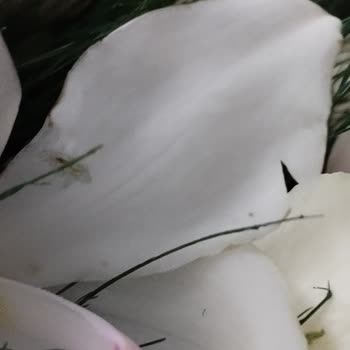 Sipariş Ettiğim Çiçek Kusurlu Ve Eksik Geldi, Çözüm Sunulmuyor