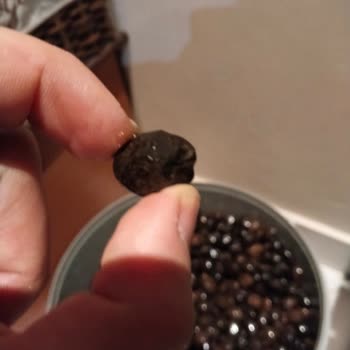 Sipariş Edilen Zeytin Beklenenden Küçük Geldi, Firma İlgisiz Kaldı