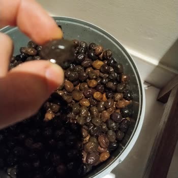 Sipariş Edilen Zeytin Beklenenden Küçük Geldi, Firma İlgisiz Kaldı