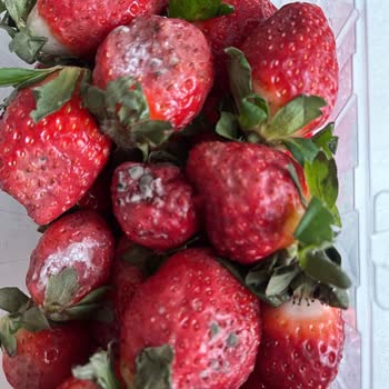 Migros Sanal Marketten Bozuk Ve Küflü Çilek Teslimatı Mağduriyeti