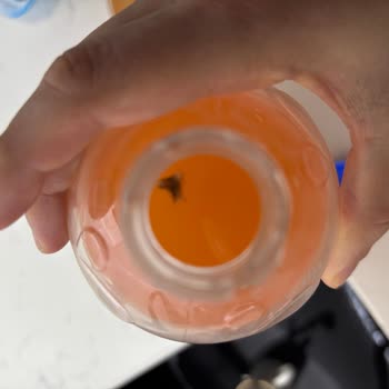 Doğanay Gıda Lita İçecekte Mantar Sorunu