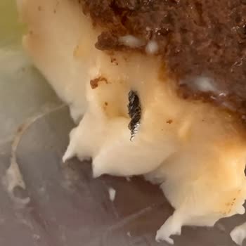 Kazandibi Tatlısında Yabancı Cisim Endişesi Hijyen Ve Güvenlik Sorunu