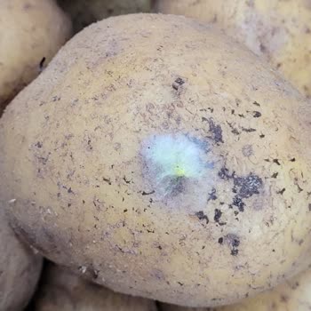 BİM Şubesinde Küflü Ve Çürük Ürünler Satışta, Çalışanlar İlgisiz!