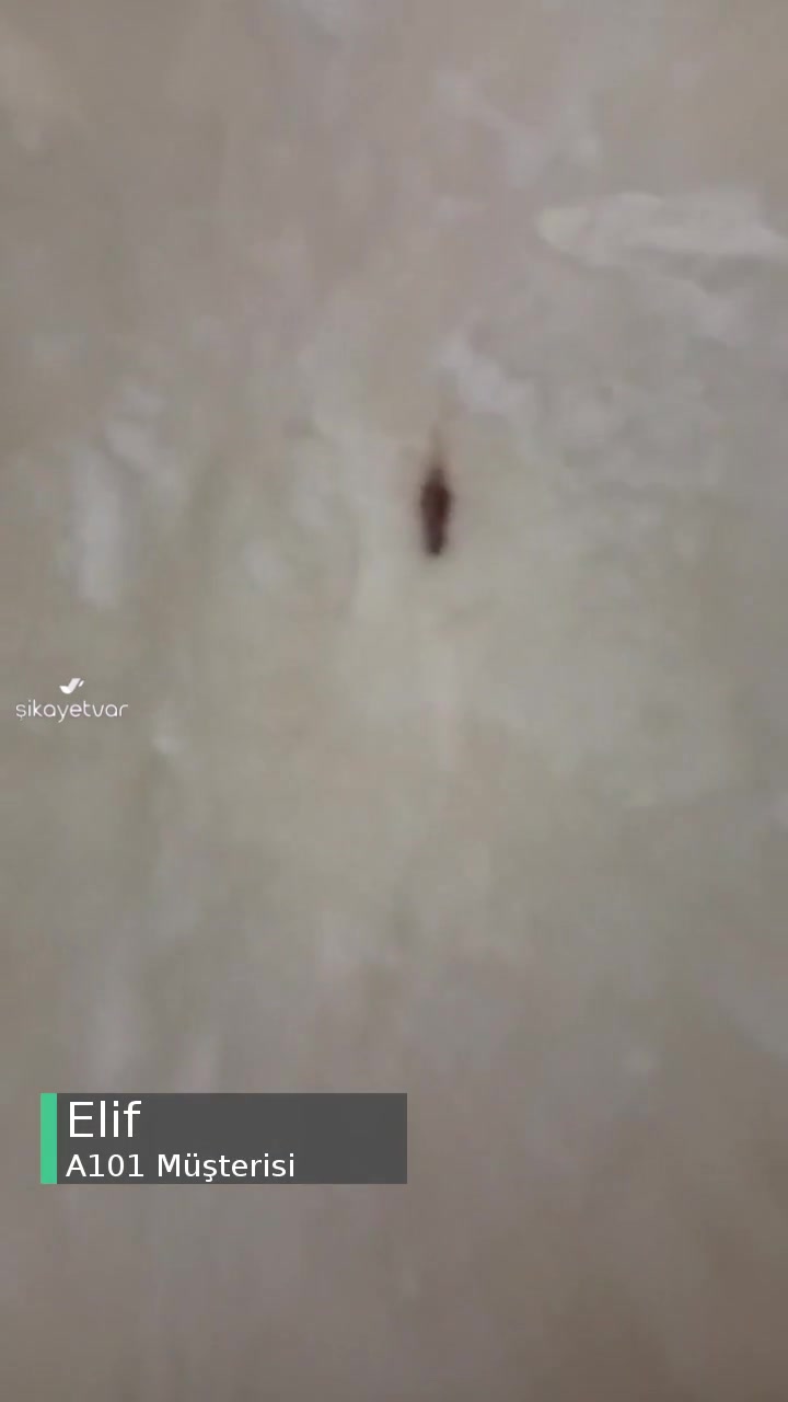 A101 Milföyde Böcek videonun kapak resmi