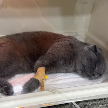 Tarım Ve Orman Bakanlığı Kuduz Aşısı Sonrası Yaşanan Sorun