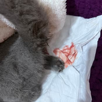 Tarım Ve Orman Bakanlığı Kuduz Aşısı Sonrası Yaşanan Sorun