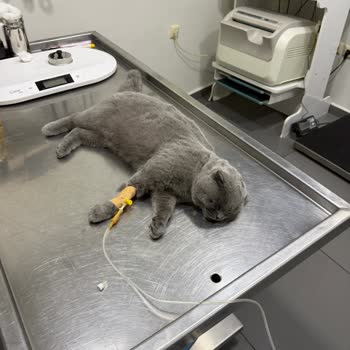 Tarım Ve Orman Bakanlığı Kuduz Aşısı Sonrası Yaşanan Sorun