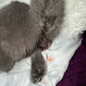 Tarım Ve Orman Bakanlığı Kuduz Aşısı Sonrası Yaşanan Sorun