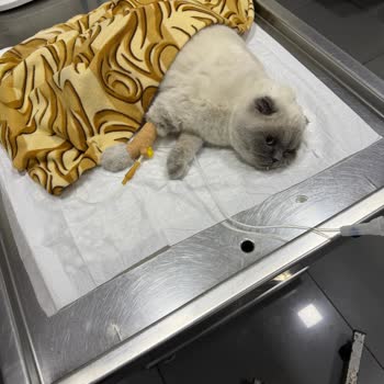 Tarım Ve Orman Bakanlığı Kuduz Aşısı Sonrası Yaşanan Sorun