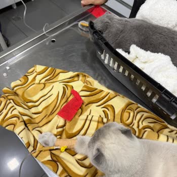 Tarım Ve Orman Bakanlığı Kuduz Aşısı Sonrası Yaşanan Sorun