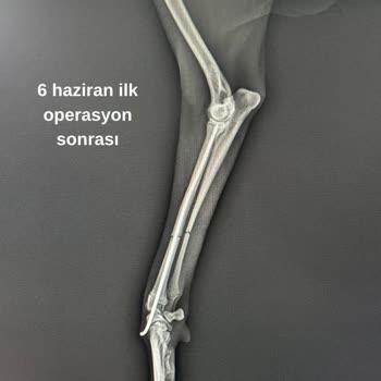 Yanlış Veteriner Müdahale Sonrası Köpeğimde Kalıcı Hasar Ve İkinci Ameliyat