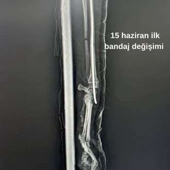 Yanlış Veteriner Müdahale Sonrası Köpeğimde Kalıcı Hasar Ve İkinci Ameliyat