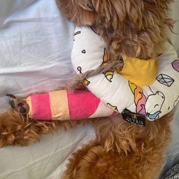 Yanlış Veteriner Müdahale Sonrası Köpeğimde Kalıcı Hasar Ve İkinci Ameliyat