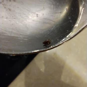 Aldığım Mantı Paketinden Böcek Çıktı, Hijyen Ve Güvenlik Endişesi Yaşadım