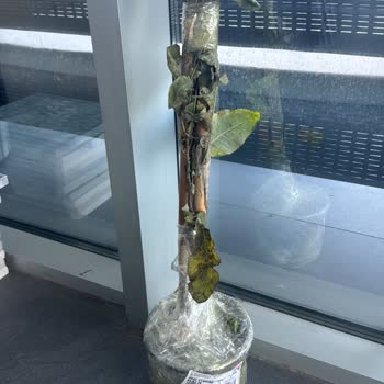 Eksik Ve Yanlış Fidan Gönderimi, İade Talebim Karşılanmıyor