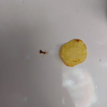Lays Cips Paketinden Yabancı Madde Çıktı, Sağlığım Tehlikeye Girdi