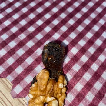 Aldığım Gıda Ürününden Kurt Çıktı, Sağlığım Tehlikede!