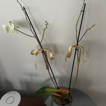 Çiçek Sepeti'nden Aldığım Orkide Kısa Sürede Soldu, İlgisizlik Mağdur Etti