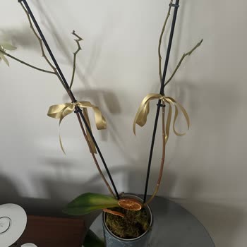 Çiçek Sepeti'nden Aldığım Orkide Kısa Sürede Soldu, İlgisizlik Mağdur Etti