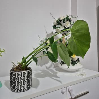 Öğretmenler Günü Hediyesi Bozuk Çiçek Ve İlgisiz Müşteri Hizmetiyle Mahvoldu