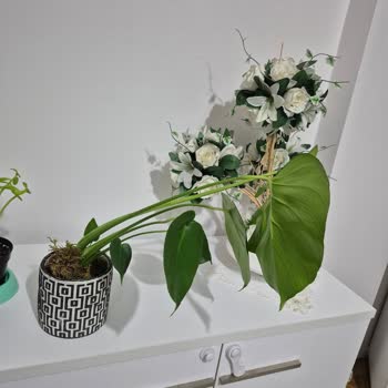 Öğretmenler Günü Hediyesi Bozuk Çiçek Ve İlgisiz Müşteri Hizmetiyle Mahvoldu