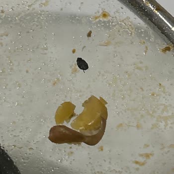 Aldığım Organik Mercimekten Ölü Kurt Çıktı Hijyen Ve Güvenlik Endişesi Yaşadım