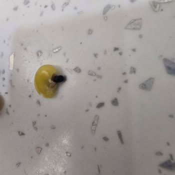 Duru Marka Yeşil Mercimek İçindeki Siyahlıklar