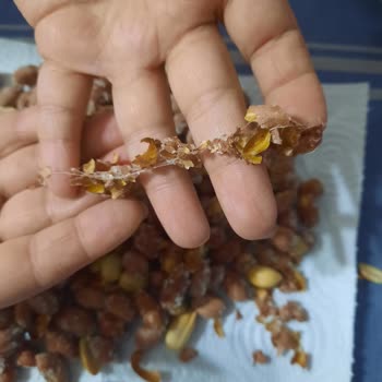 Aldığım Paketli Yer Fıstığında Güve Çıktı Hijyen Ve Güven Sorunu Yaşadım