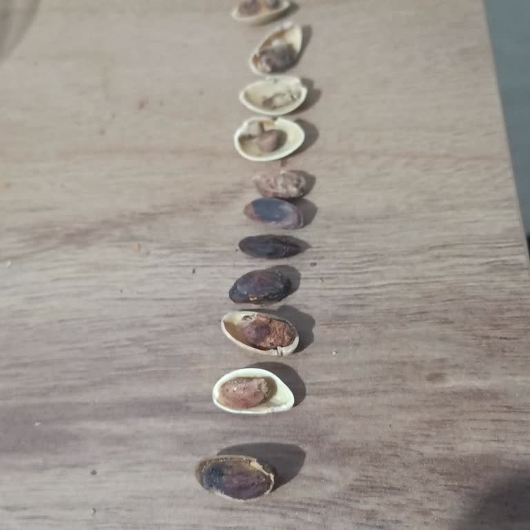 A101'den Aldığım Çerezya Antep Fıstığı Bozuk Ve Tüketilemez Çıktı