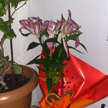 Solmuş Ve Kalitesiz Çiçek Teslimatı, İletişimsizlik Ve İade Talebi