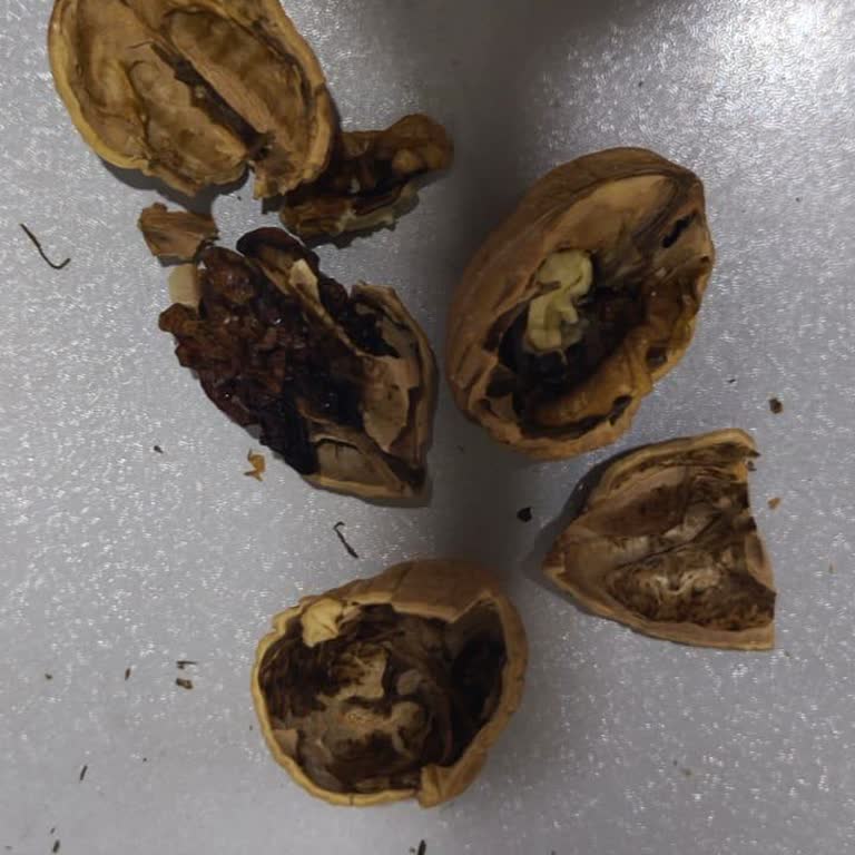 Çürük Ceviz Paketi Hayal Kırıklığı Yarattı