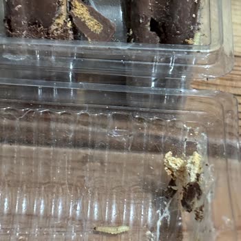 Aldığım Halley Ürününün İçinden Kurt Çıkması