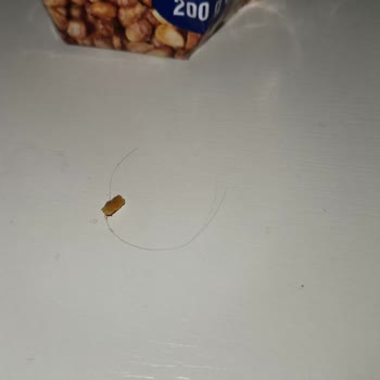 Amigo Mısırda İnsan Kılı Buldum, Hijyen Skandalı Yaşadım