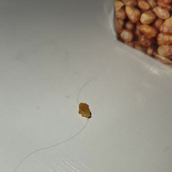 Amigo Mısırda İnsan Kılı Buldum, Hijyen Skandalı Yaşadım