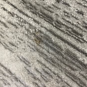 Halılar Yıkanmadan Geri Getirildi Ücret İadesi Talep Ediyorum