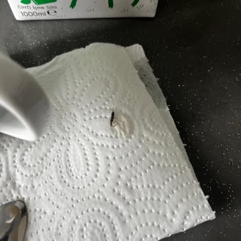 Organik Sütün İçinden Böcek Çıktı: Sağlık Ve Güven Endişesi