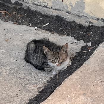 Hayvan Barınağında Şeffaflık Ve İlgisizlik Nedeniyle Yaşanan Büyük Hayal Kırıklığı