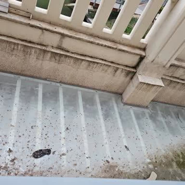 Altın Oran AVM'de Başıboş Hayvanlar Yaşam Kalitesini Olumsuz Etkiliyor