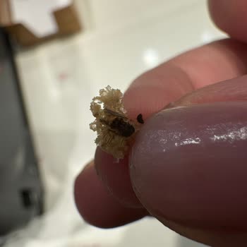 Sandviçin İçinden Böcek Çıktı: Hijyen Skandalı