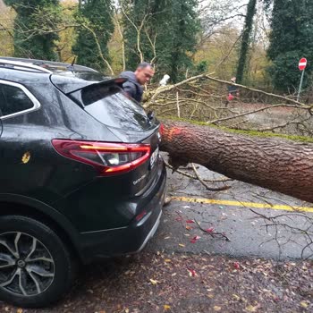 Ormanda Aracımın Üzerine Ağaç Düşmesi Sonucu Oluşan Hasar