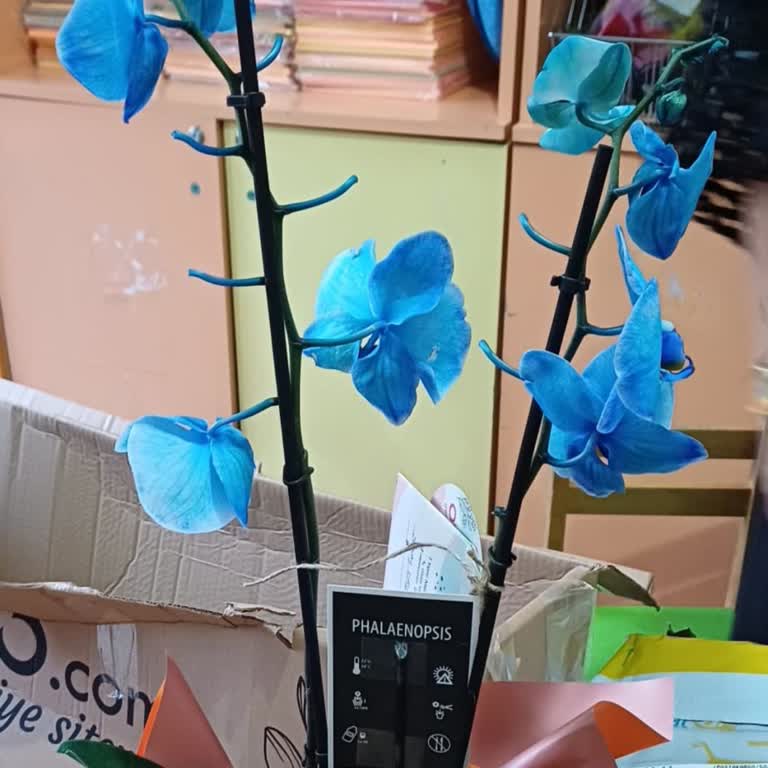 Hasarlı Ürün Teslimatı Ve Kupon Kullanımında Yaşanan Sorunlar