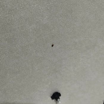 Sıfır Aldığım Yatak Setinden Tahta Kurusu Çıktı, Değişim Ve İade Sorunu Yaşıyorum