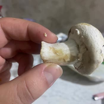 A101'den Kurtlu Ve Son Tüketim Tarihi Yakın Mantar Satışı