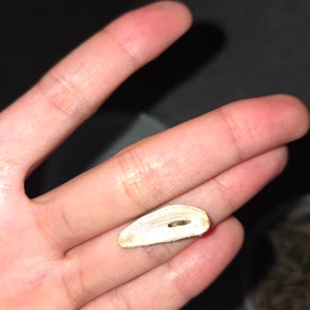 Aldığım Çekirdekte Kurt Çıkması Hijyen Endişesi Yarattı