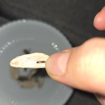 Aldığım Çekirdekte Kurt Çıkması Hijyen Endişesi Yarattı