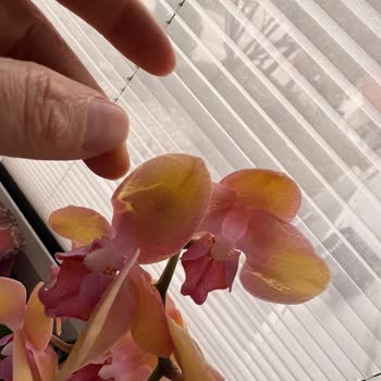 Nur Orkide Yaprakları Ve Çiçekleri Solmuş, Bazı Çiçekleri Kopmuş Haldeydi