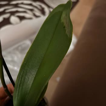 Nur Orkide Yaprakları Ve Çiçekleri Solmuş, Bazı Çiçekleri Kopmuş Haldeydi